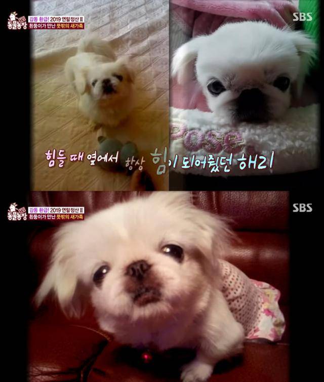 [연말결산] 개그우먼 이수지 씨와 ‘흰둥이’의 해피견생 2막♡ I TV동물농장 (Animal Farm). SBS STORY 유튜브 캡처