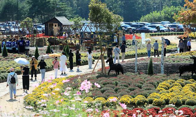 인제 가을꽃 축제장 전경. 인제군 제공