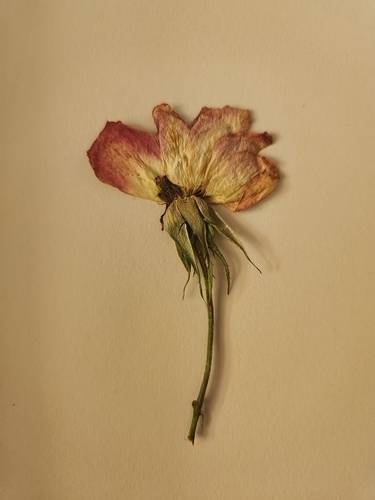 "내가 태어난 땅의 꽃"  인터뷰이가 한국 방문 때 주워서 네덜란드로 가져와 보관 중인 말린 꽃 
[인터뷰이 제공]