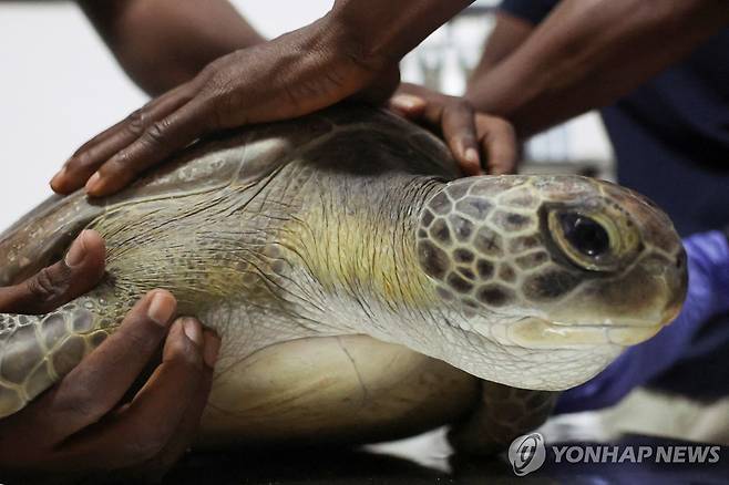 나이지리아에서 구조돼 도움의 손길 받는 푸른바다거북 [로이터=연합뉴스 자료사진. 재판매 및 DB 금지]