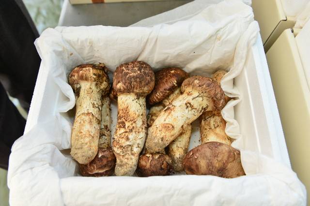 봉화송이. 봉화축제관광재단 제공