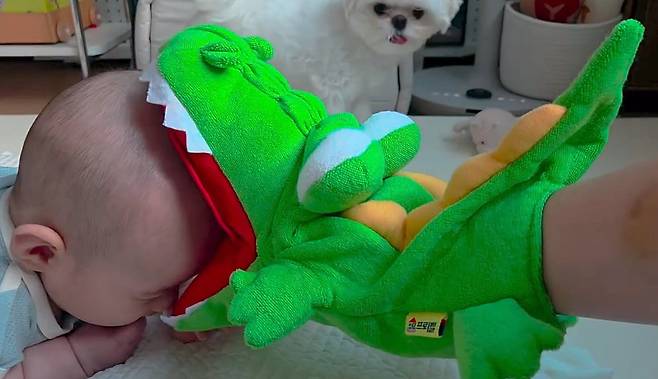 악어 인형이 아기를 무는 순간을 본 반려견 '이삭이'(인스타그램 rlfrnfma 제공) ⓒ 뉴스1