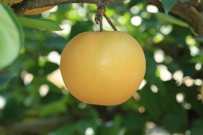 우리나라에서 개발한 배 품종 신화.