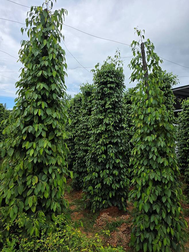 사진= 푸꾸옥 후추농장 / 박병창 기자