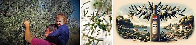 크로아티아 특산품 올리브  / 사진=크로아티아 관광청