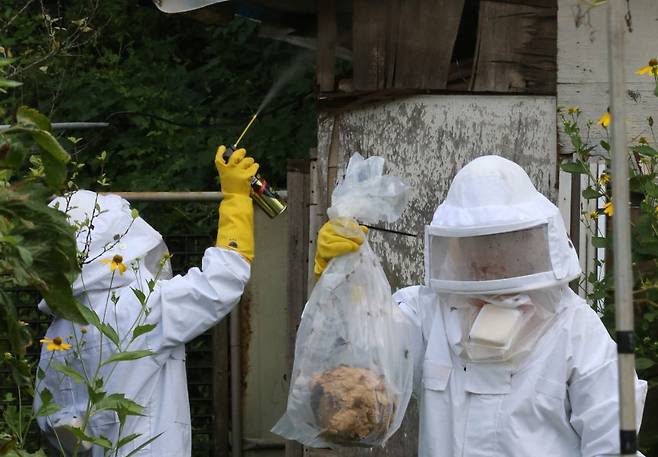 지난해 8월 9일 대전 대덕구 읍내동 농가에서 대덕소방서 소속 소방대원들이 말벌집을 제거하고 있다. /사진=뉴스1