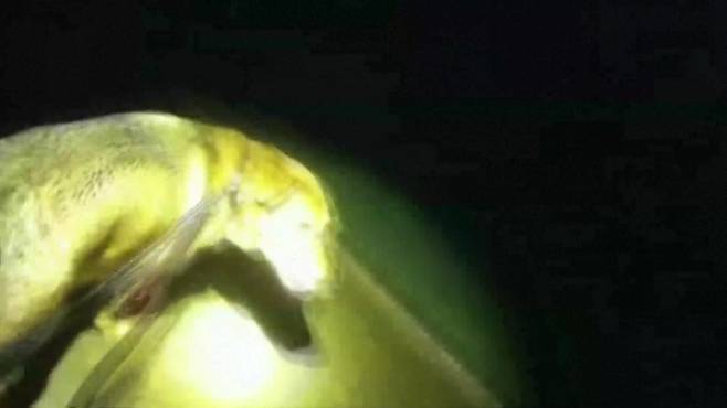 할머니가 쓰러진 장소로 경찰을 안내한 이요르 [AP]