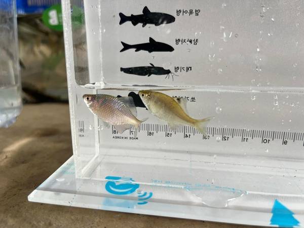 부평구 깃대종 후보 흰줄납줄개 /정예지 의원 제공