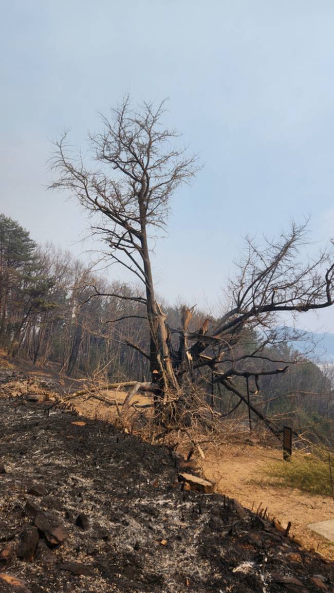 하동군 옥종면 두양리 수령 900년 은행나무. 올해 3월 산불로 상당 부분 불에 탔다. /독자