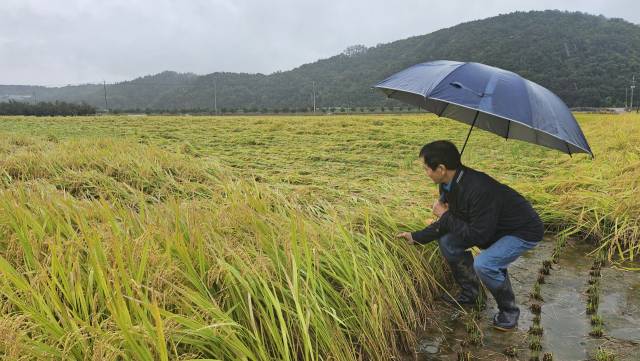 13일 오후 의성군 봉양면에서 벼와 마늘 이모작 농사를 짓는 신우연(78) 씨가 잦은 비에 넘어진 벼를 일으키며 걱정하고 있다. 장성현 기자