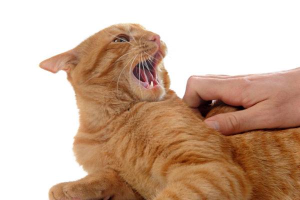 동물을 안 좋아하는 사람은 그렇지 않은 사람보다 부정적인 성격 특성을 가질 가능성이 높다는​ 연구 결과가 나왔다./사진=클립아트코리아