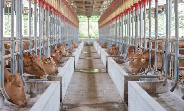 <장수농장>은 ‘올인 올아웃’ 방식을 적용해 전 마릿수가 비슷한 월령대를 유지하고 있다.