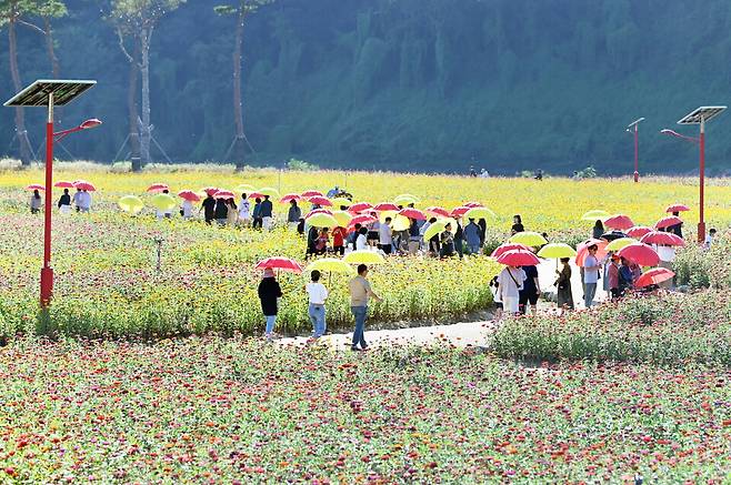 백일홍이 활짝 핀 산소카페 청송정원을 시민들이 산책하고 있다. ⓒ청송군