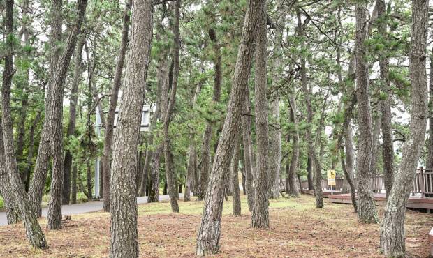 과거 수탄장이라 불렸던 소록도 입구에 소나무 숲이 조성돼 있다. /최현배 기자