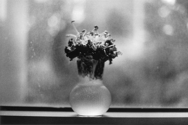 ▲ © 김주영 잎꽃 2024 27×40cm Gelatin silver print on FB (2)