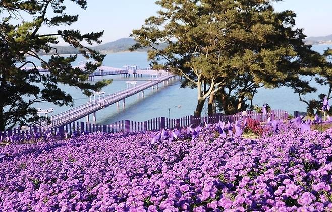 전남 신안군 아스타정원에 아스타 꽃 단지. 신안군 제공.