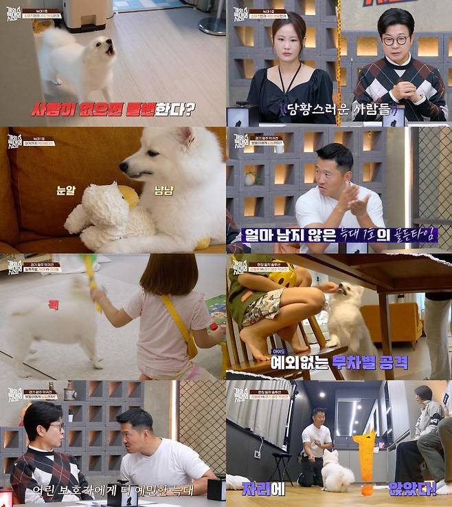 사진=채널A ‘개늑시’