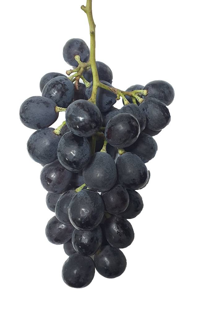 코코아 빛 껍질이 특징인 포도 ‘코코볼’. 농촌진흥청