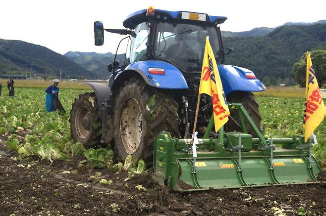 16일 오전 청주시 상당구 미원면 기암리의 한 배추밭에서 농민이 트랙터에 올라 손수 키운 배추를 직접 갈아엎고 있다. 이날 폐기한 배추는 배추무름병에 걸려 수확이 어려운 상태다. 사진=강준식 기자&nbsp;kangjs@cctoday.co.kr