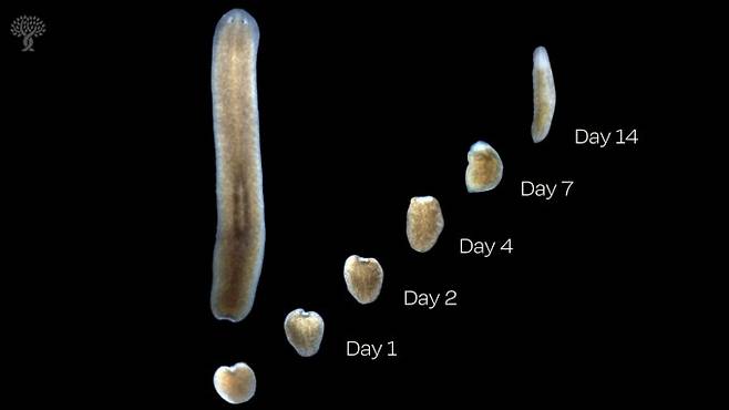 작은 조각으로 분리된 플라나리아의 몸 일부가 죽지 않고 수일에 걸쳐 재생하는 과정. Stowers Institute for Medical Research 제공