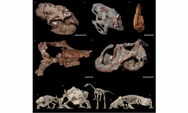 케브라다 산토도밍고 지역에서 함께 발견된 엑사에레토돈(a, b), 후아이라쿠르서(c), 하이퍼다페돈(d,e)의 두개골 화석이다. 일부 표본은 원형을 바탕으로 복원됐으며 서로 다른 종의 머리뼈 형태와 크기를 통해 트라이아스기 후기 생태계의 다양성을 보여준다. 네이처&nbsp;제공