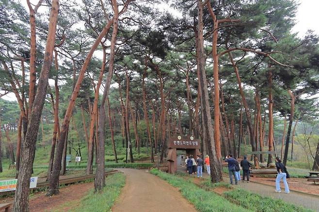키 큰 소나무와 만날 수 있는 안면도자연휴양림