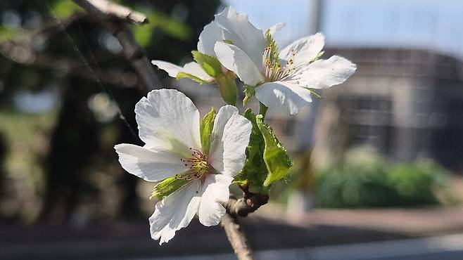 15일 제주시 애월읍 광령리 길가 왕벚나무에 핀 벚꽃. 서보미 기자