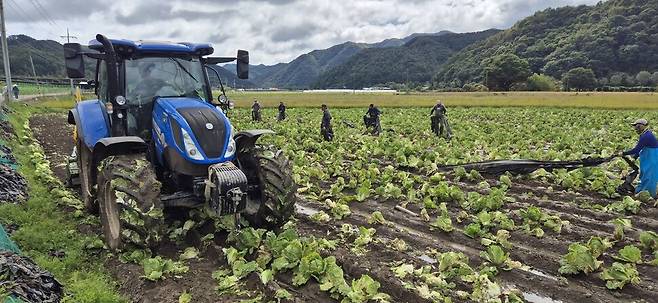 충북 청주, 괴산 등으로 배추 무름병이 확산한다. 외국인 노동자와 트랙터 등이 16일 오전 충북 청주시 미원면 양성근씨의 배추밭을 갈아엎고 있다. 오윤주 기자