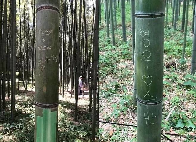 아라시야마 대나무숲이 관광객의 낙서로 훼손된 모습. 일부 나무에 적힌 한국어 낙서. [사진 출처 = 페이스북 캡처]