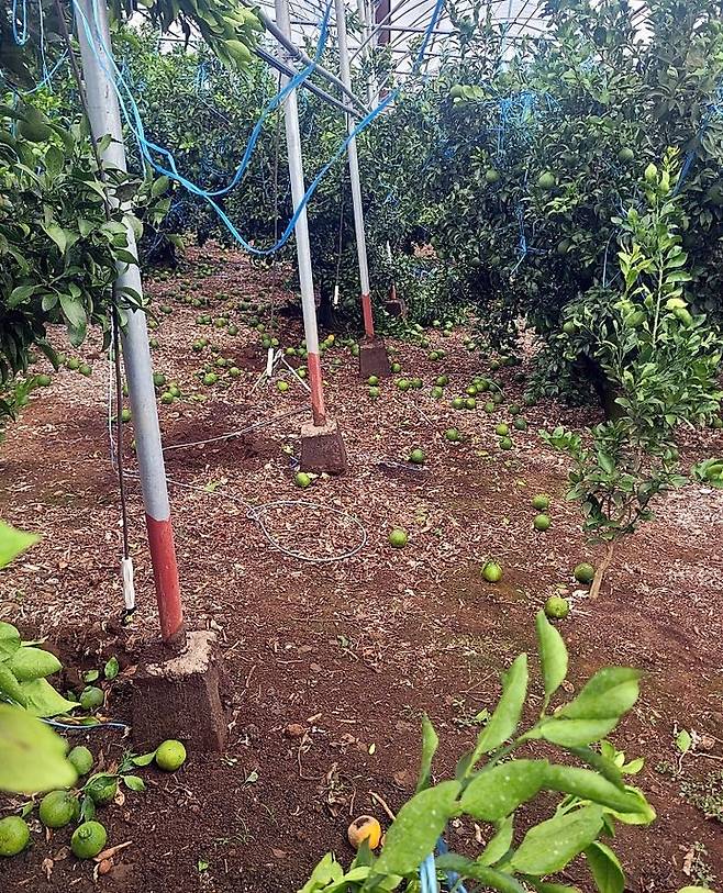 [서귀포=뉴시스] 지난 15일 오후 제주 서귀포시 남원읍 태흥리 마을을 휩쓴 용오름 현상 탓에 비닐하우스가 날아가고, 감귤이 떨어지는 등 피해가 발생했다. 사진은 용오름 피해 모습. (사진=독자 제공) photo@newsis.com  *재판매 및 DB 금지