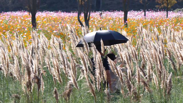 한 부부가 경남 의령군 의병호국의숲 친수공원에 핀 팜파스그라스 사이에서 우산으로 햇살을 가린 채 호젓한 데이트를 즐기고 있다. 남태우 기자