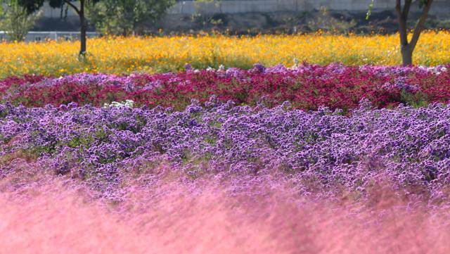 경남 의령군 호국의병의숲 친수공원이 4가지 색깔의 4가지 꽃으로 환상적 분위기를 연출하고 있다. 남태우 기자