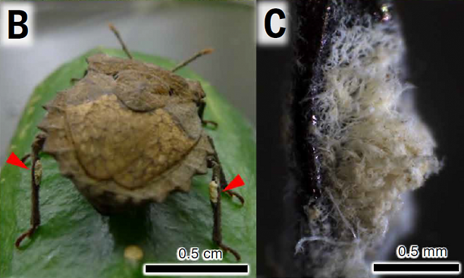 성체 톱날노린재(학명 Megymenum gracilicorne) 암컷(B)의 뒷모습과 뒷다리의 부속기관(빨간 화살표). (C)곰팡이가 자란 부속기관을 확대한 사진. Nishino et al.(2025)/Science 제공