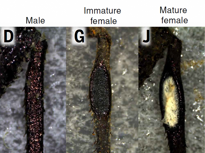 (D)톱날노린재 수컷의 뒷다리. (G)톱날노린재 암컷 약충의 뒷다리. (J)성체 톱날노린재 암컷의 뒷다리. Nishino et al.(2025)/Science 제공