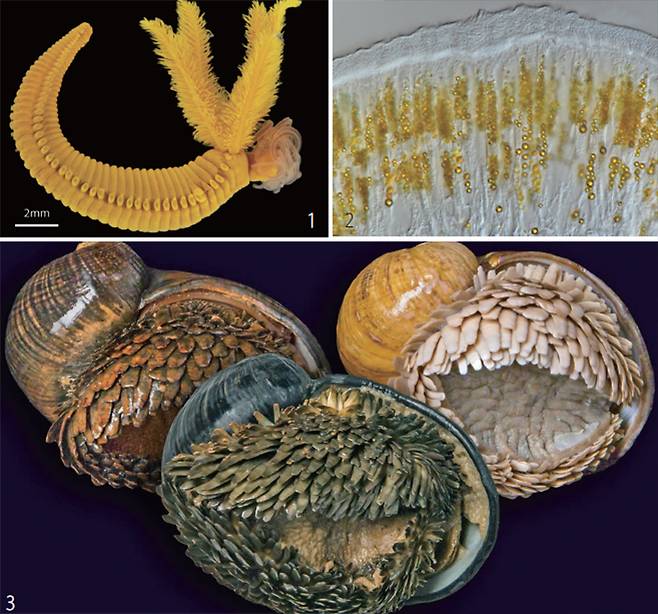 1 오키나와 해구에서 발견된 심해 다모류. 몸에 황화비소 입자가 있어 밝은 노란색을 낸다. 2 심해 다모류 조직. 곳곳에 황화비소 입자(노란색)가 보인다. 플로스 생물학 3 비늘발달팽이(Chrysomallon squamiferum). 황화 철이 칼처럼 돋아 있다. /Chong Chen