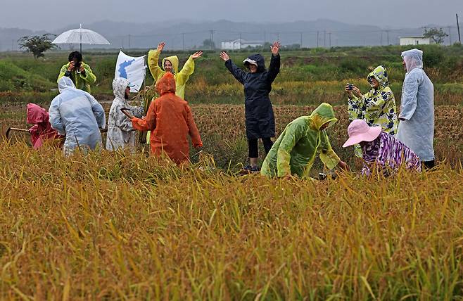 통일쌀 벼베기에 함께한 일부 참석자가 춤추며 흥을 돋우고 있다.