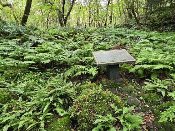 교래자연휴양림을 기점으로 장대한 곶자왈 지대를 걸을 수 있다.
