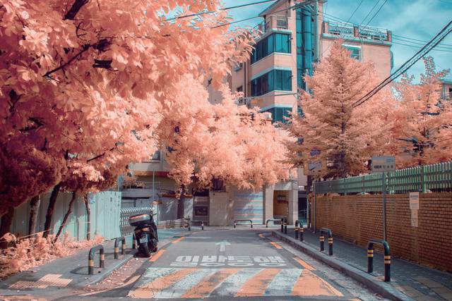 적외선카메라로 촬영한 학교 앞 골목길, 낙엽이 지는 가을 무렵 풍경이다.