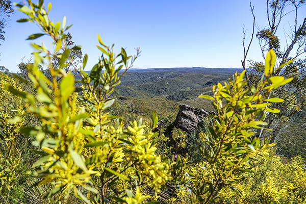 호주의 국화 아카시아 꽃 사이로 블루마운틴이 펼쳐진다.
