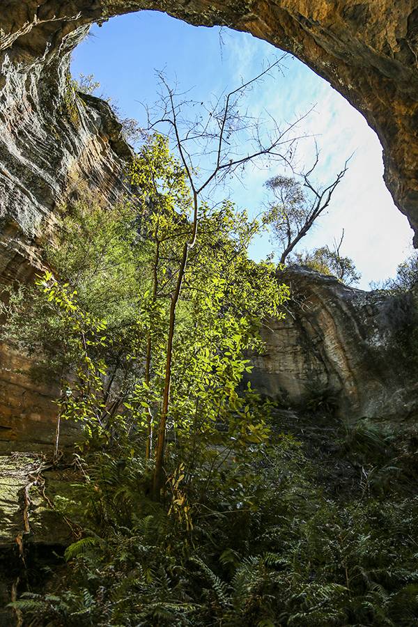 다간 아치는 원래 동굴이었다. 풍화작용에 의해 지붕이 열렸고, 이를 통해 들어온 생명의 씨앗이 나무 한 그루를 싹틔워 올렸다.