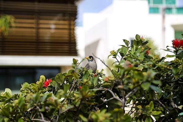길거리에서 흔하게 볼 수 있는 호주 구관조와 오색 앵무. 꽃에 고개를 박고 식사에 여념이 없다.