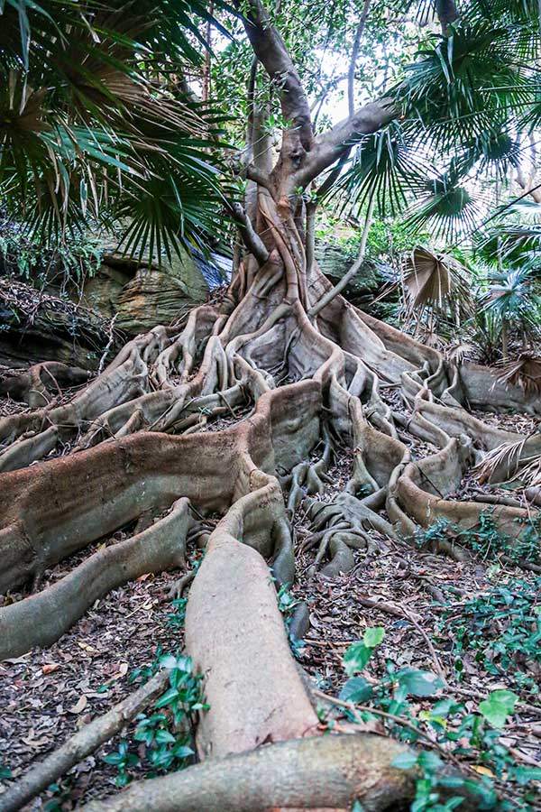 갭 파크 호주 무화과나무. 뿌리에서 장엄한 생명력이 느껴진다.