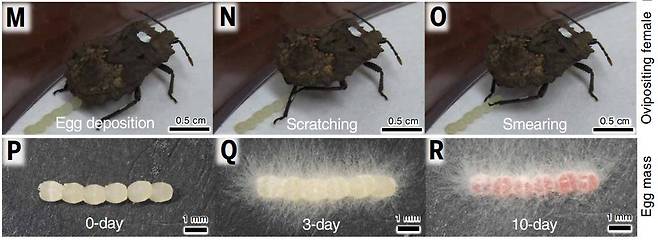 알을 낳고 뒷다리에 재배한 곰팡이를 알에 옮겨 바르는 가는뿔악취노린재 가는뿔악취노린재가 알을 낳고(M) 뒷다리 공생기관에서 재배한 곰팡이 균사를 문질러(N) 알 표면에 옮겨 바르고 있다.(O). 처음 낳은 알(P) 표면에는 아무것도 없으나 곰팡이 균사를 바른 지 3일 후(Q)에는 균사가 덤불처럼 알을 둘러싸고, 10일 후에는 안에서 유충이 자라면서 색이 붉게 변한다. [Science, Takema Fukatsu et al. 제공. 재판매 및 DB 금지]