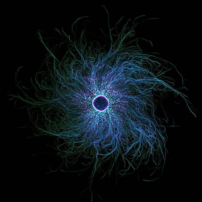 니콘 스몰월드 7위 ‘유도만능줄기세포에서 유래한 감각 신경세포’. 10배율. Stella Whittaker/Nikon Small World