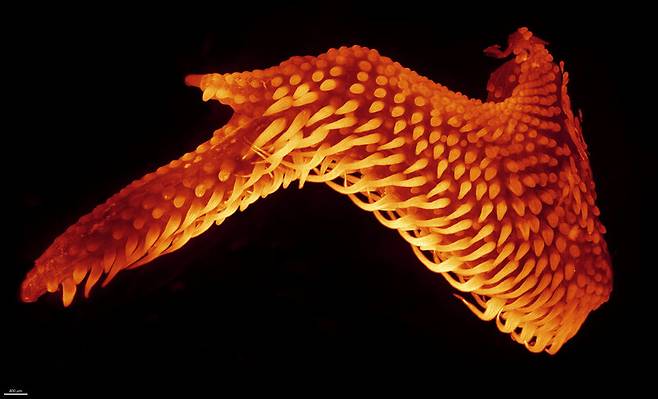 발달 11일째의 닭 배아 속 날개. 1배율. Rory L. Cooper, Michel Milinkovitch/Nikon Small World