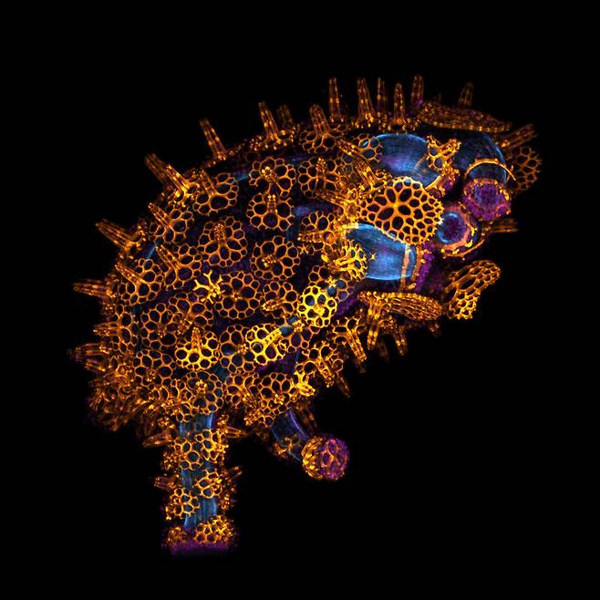 어린 해삼의 골격. 10배율. Laurent Formery/Nikon Small World