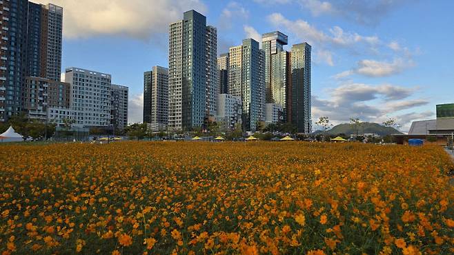 꽃밭으로 환하게 물들고 있는 나성동 도시상징광장 일대. 사진=이희택 기자.