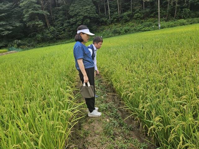 전북농업기술원이 순창군 쌍치면에서 벼 병해충 예찰 활동을 하고 있는 모습/사진=전북농업기술원