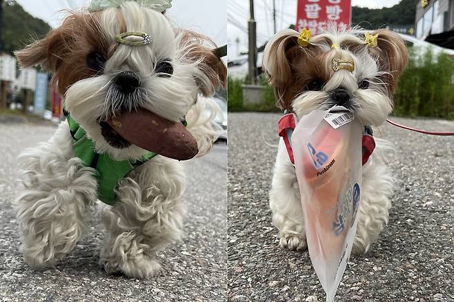 무언가를 입에 물고 산책하길 좋아하는 행복이(정원경 제공) ⓒ 뉴스1