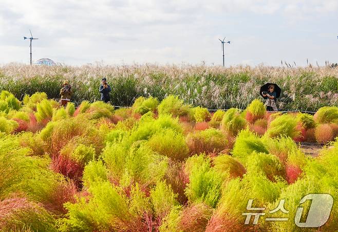 완연한 가을날씨를 보인 19일 서울 마포구 하늘공원에서 열린 서울억새축제를 찾은 시민들이 댑싸리밭과 억새밭에서 사진을 찍고있다. ⓒ News1 이호윤 기자